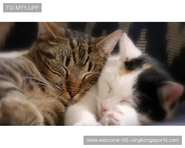 世界冠军与萌萌猫咪的甜蜜合照：温暖瞬间瞬间点亮你的心